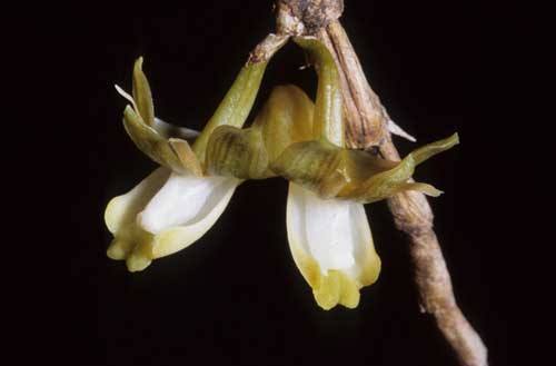 Dendrobium pachyglossum