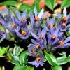 Dendrobium parvulum blue