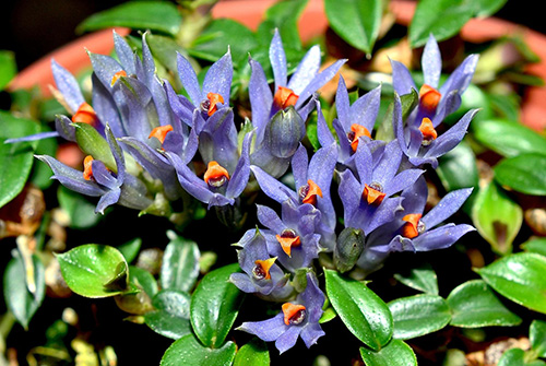Dendrobium parvulum blue
