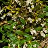 Dendrobium parvulum white