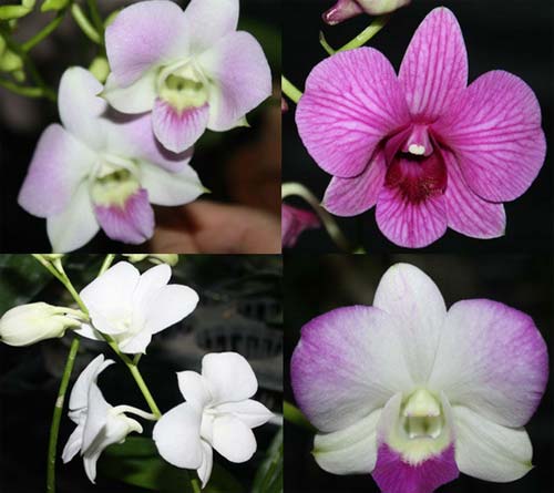 Dendrobium phalaenopsis hybr (3 штуки)