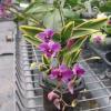 Dendrobium phalaenopsis mini 'Variegated leaf'