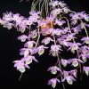 Dendrobium pierardii x loddigesii