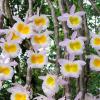 Dendrobium polyanthum yellow