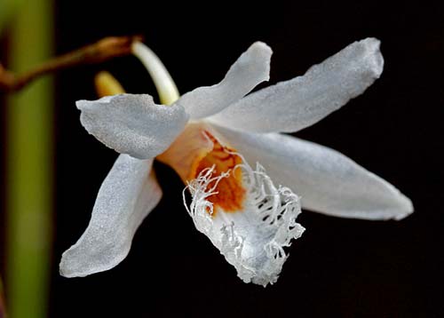 Dendrobium polytrichum
