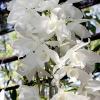 Dendrobium primulinum alba