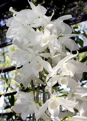 Dendrobium primulinum alba