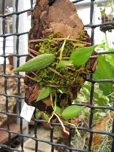 Dendrobium pugioniforme