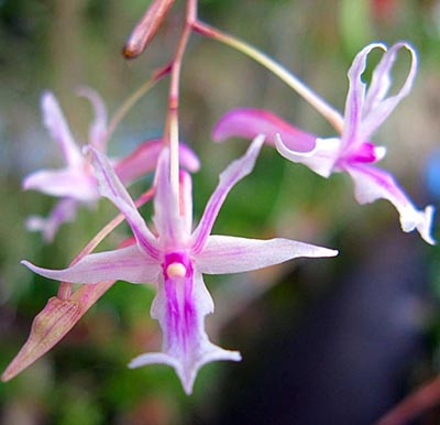 Dendrobium rantii
