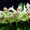 Dendrobium rhodostictum