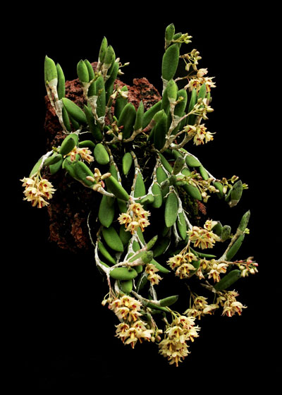 Dendrobium rigidum