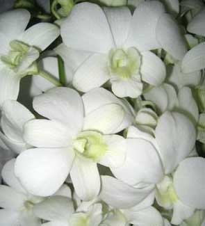 Dendrobium Sanan White