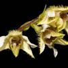 Dendrobium setigerum