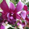 Dendrobium siriratana x Burana Angel 'Grape Fairy'