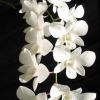 Dendrobium Sonia White