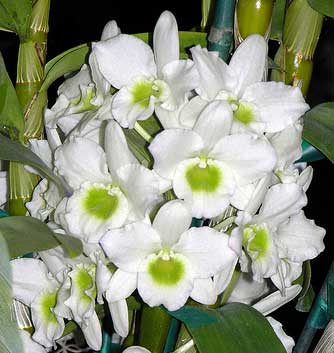 Dendrobium Spring Jewel 'Miki'