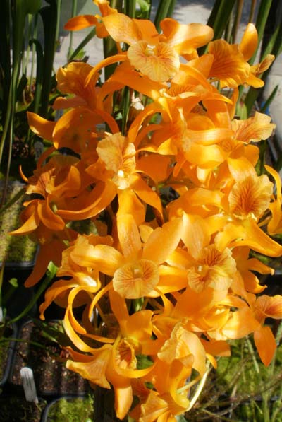 Dendrobium Stardust 'Orange'