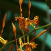 Dendrobium strebroceras