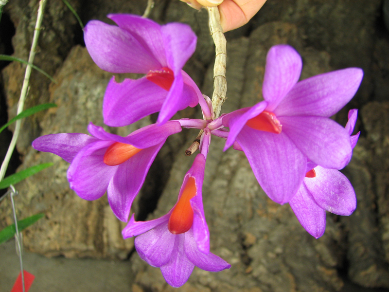 Dendrobium sulawesii
