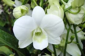 Dendrobium Supanburi White