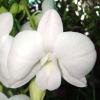 Dendrobium Supanburi White x Doreen
