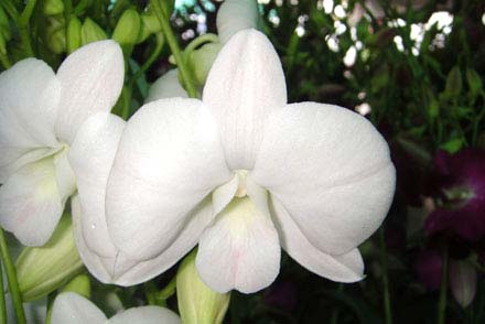 Dendrobium Supanburi White x Doreen