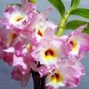Dendrobium Sweet Pinky 'Momoko'