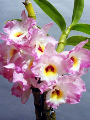 Dendrobium Sweet Pinky 'Momoko'