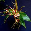 Dendrobium tetragonum gigantea