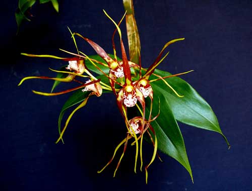 Dendrobium tetragonum gigantea