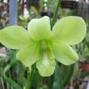 Dendrobium Thongchai-May Neal x Mary Trouse