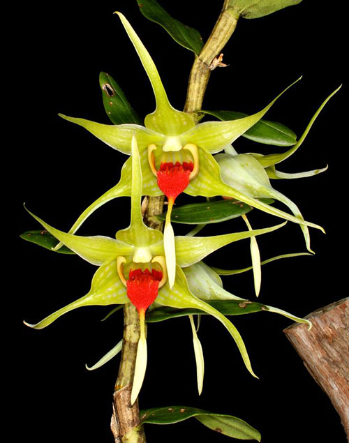 Dendrobium tobaense Giant Typ