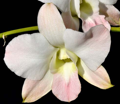 Dendrobium Veeva White