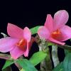 Dendrobium victoria reginae x cuthbersonii