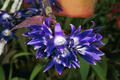 Dendrobium victoriae reginae