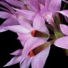 Dendrobium violaceum
