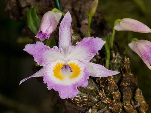 Dendrobium wangliangii