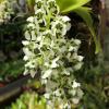Dipteranthus grandiflora