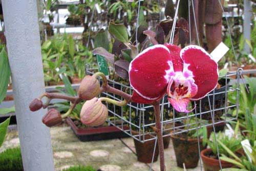 Doritaenopsis Ever Spring Pioneer 'O-1'