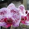 Doritaenopsis Ever Spring Pioneer 'ORCHIS'