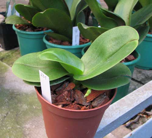Doritaenopsis Hsinying Yenlin 'Akemi'