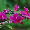 Doritaenopsis I-Hsin Purple Jewel 'ORCHIS'