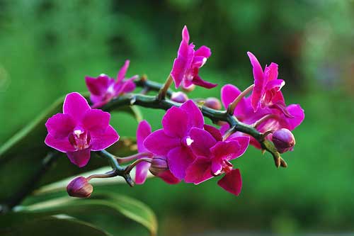 Doritaenopsis I-Hsin Purple Jewel 'ORCHIS'