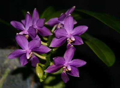 Doritaenopsis Kenneth Schubert x Phalaenopsis equestris blue