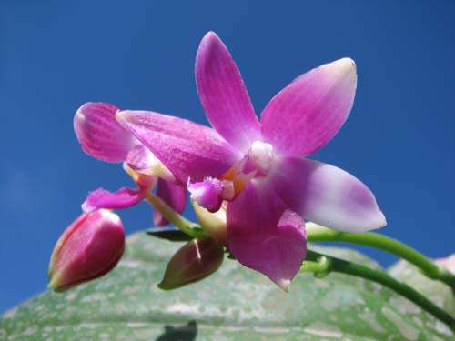 Doritaenopsis Purple Martin 'KS' x Phalaenopsis speciosa 'С 1'