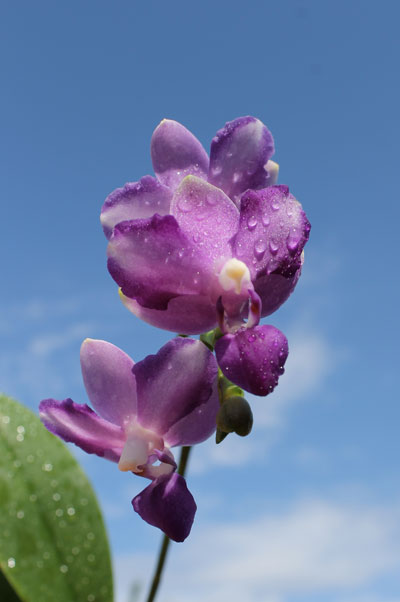 Doritaenopsis Purple Martin 'KS' x pulcherrima blue (peloric form)