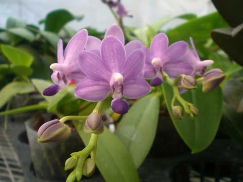 Doritaenopsis Purple Martin 'Kung Sir'