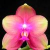 Doritaenopsis (Sogo Manager X Texas Jewel) 'Joy'