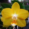 Doritaenopsis Sogo Nihou '#1' x Phalaenopsis I-Hsin Sunflower