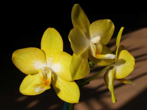 Doritaenopsis Sogo Pride 'Golden Star'